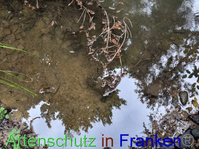© Artenschutz in Franken® Bild zum Eintrag (1071601-160)