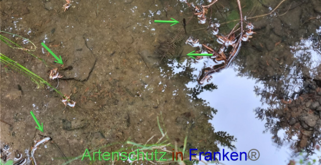 © Artenschutz in Franken® Bild zum Eintrag (1071605-160)