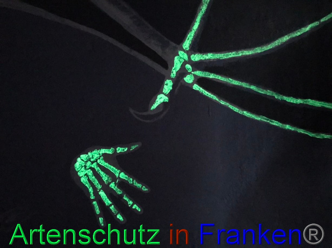 © Artenschutz in Franken® Bild zum Eintrag (1071612-160)