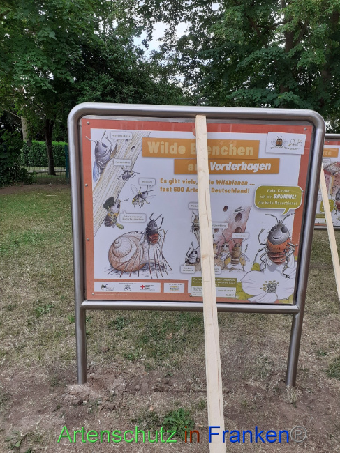 © Artenschutz in Franken® Bild zum Eintrag (1071668-160)