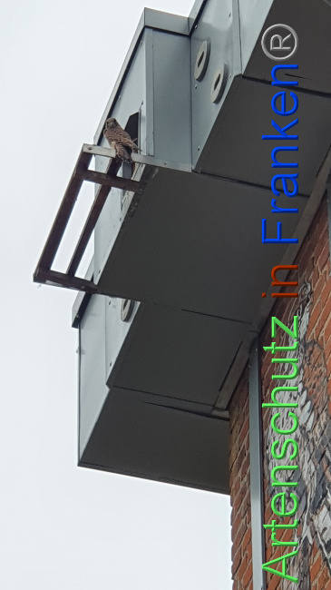 © Artenschutz in Franken® / Schima Bild zum Eintrag (1071716-160)