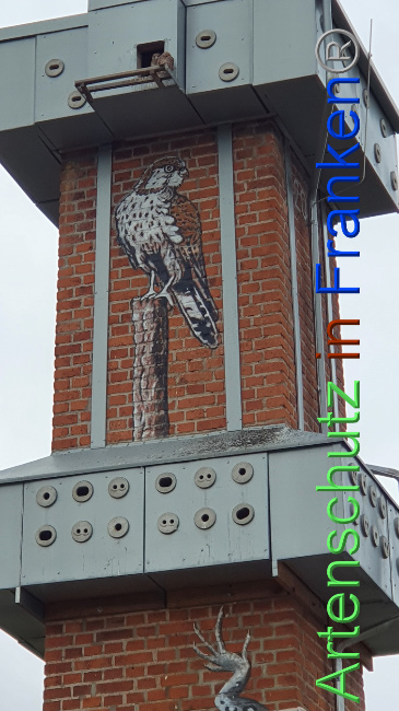 © Artenschutz in Franken® / Schima Bild zum Eintrag (1071717-160)