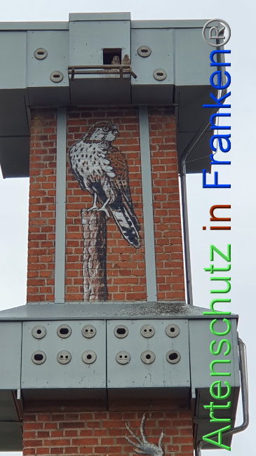 © Artenschutz in Franken® / Schima Bild zum Eintrag (1071723-160)