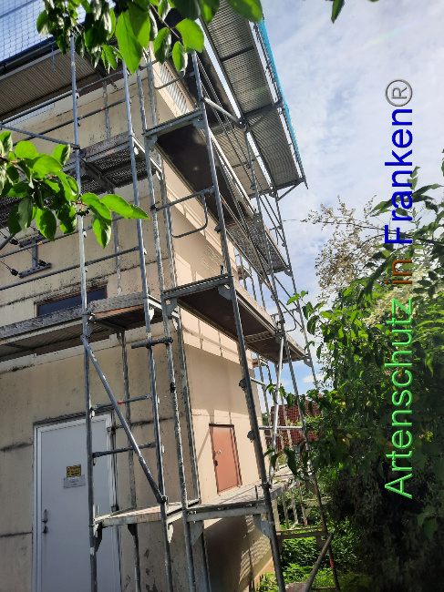 © Artenschutz in Franken® Bild zum Eintrag (1071871-160)