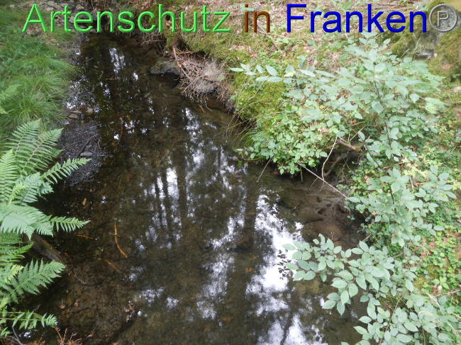 © Artenschutz in Franken® Bild zum Eintrag (1071879-160)