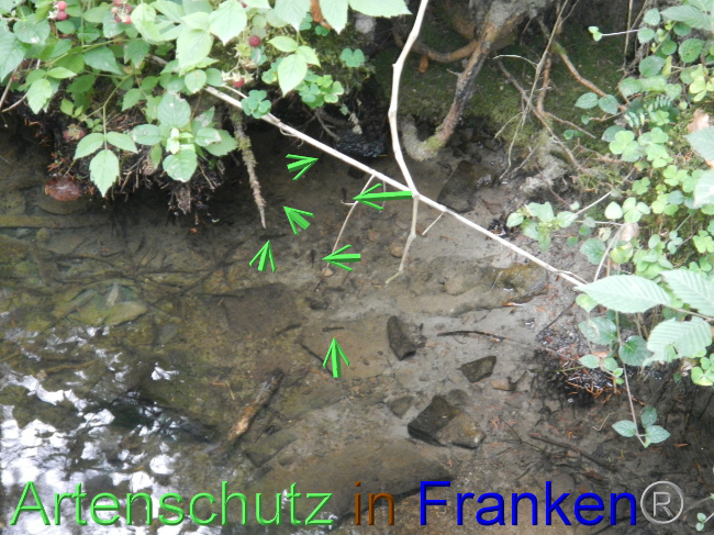© Artenschutz in Franken® Bild zum Eintrag (1071880-160)