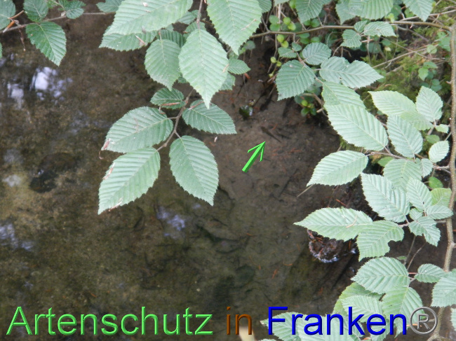 © Artenschutz in Franken® Bild zum Eintrag (1071881-160)
