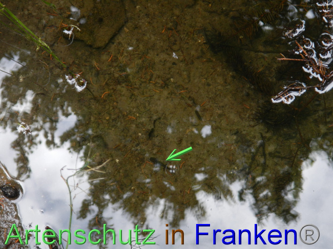 © Artenschutz in Franken® Bild zum Eintrag (1071883-160)