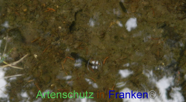 © Artenschutz in Franken® Bild zum Eintrag (1071885-160)