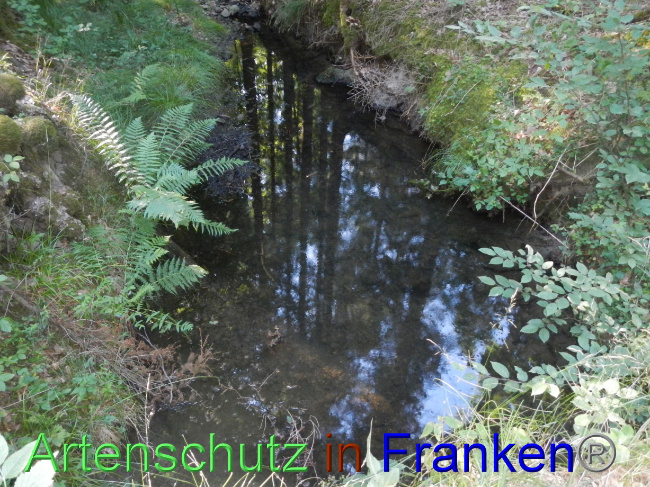 © Artenschutz in Franken® Bild zum Eintrag (1072040-160)