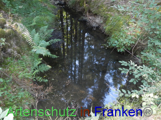 Bild zum Eintrag (1072040-160)