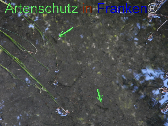 © Artenschutz in Franken® Bild zum Eintrag (1072043-160)