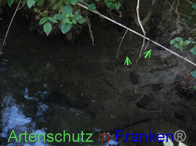 © Artenschutz in Franken® Bild zum Eintrag (1072044-160)