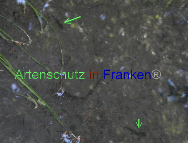 © Artenschutz in Franken® Bild zum Eintrag (1072046-160)