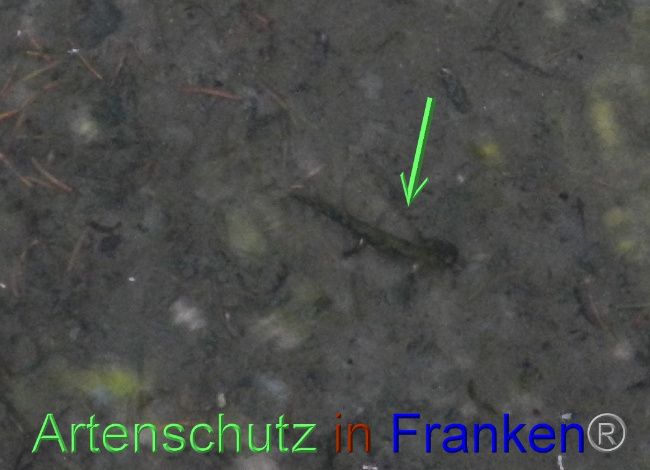 © Artenschutz in Franken® Bild zum Eintrag (1072047-160)