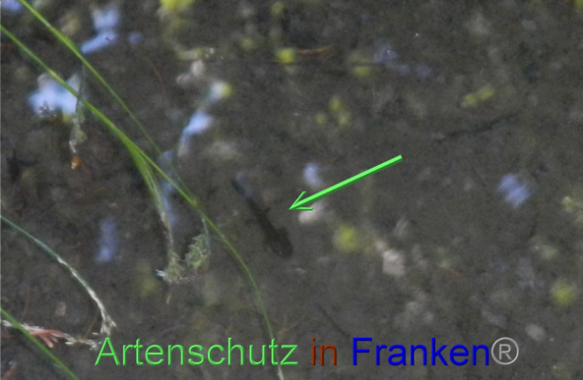 © Artenschutz in Franken® Bild zum Eintrag (1072048-160)