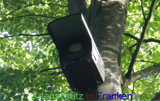 © Artenschutz in Franken® Bild zum Eintrag (1072325-160)