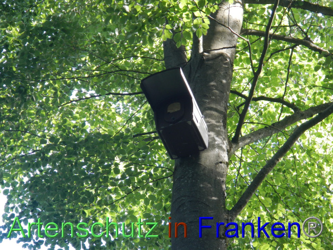 © Artenschutz in Franken® Bild zum Eintrag (1072333-160)