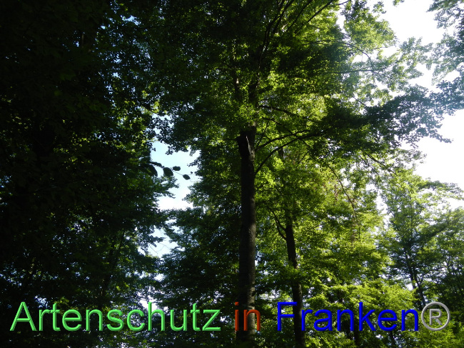 © Artenschutz in Franken® Bild zum Eintrag (1072337-160)
