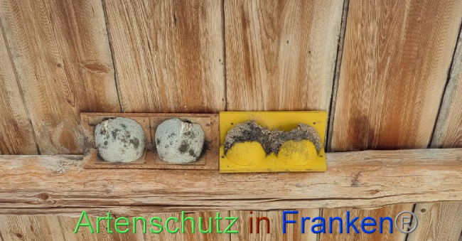 © Artenschutz in Franken® Bild zum Eintrag (1072375-160)