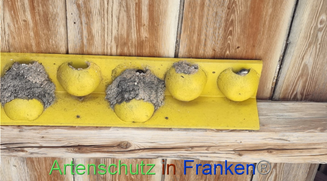© Artenschutz in Franken® Bild zum Eintrag (1072377-160)