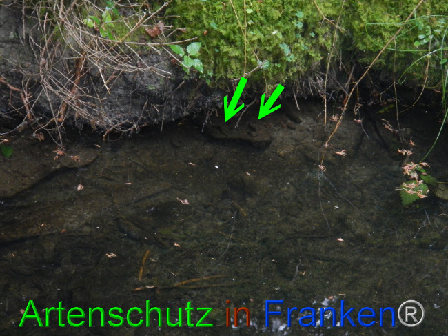 © Artenschutz in Franken® Bild zum Eintrag (1072465-160)