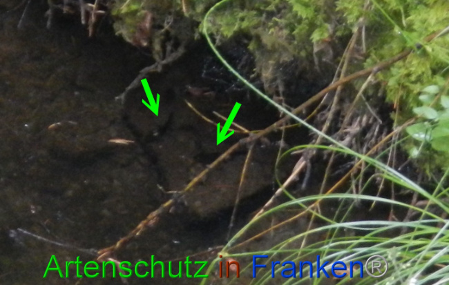 © Artenschutz in Franken® Bild zum Eintrag (1072467-160)