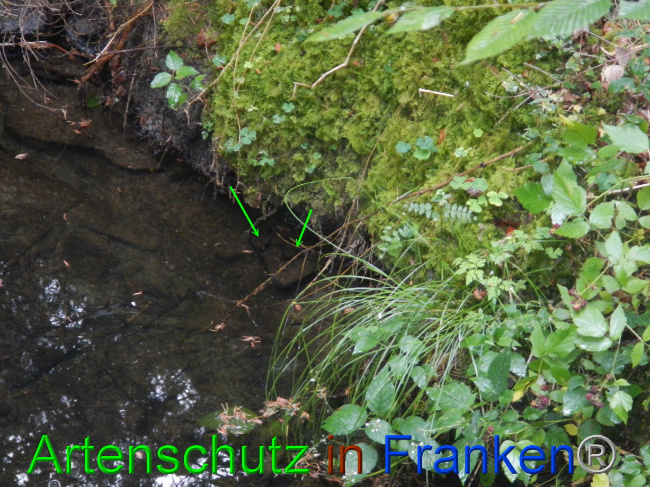 © Artenschutz in Franken® Bild zum Eintrag (1072469-160)