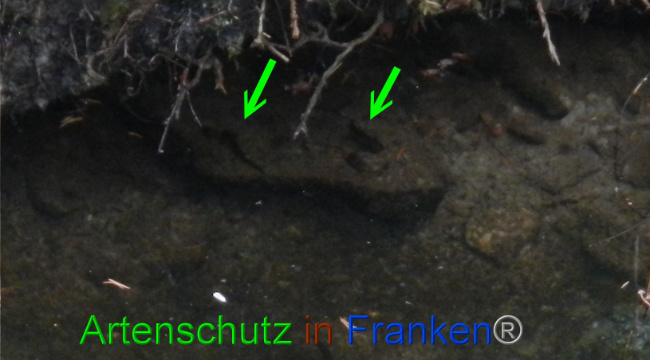 © Artenschutz in Franken® Bild zum Eintrag (1072471-160)