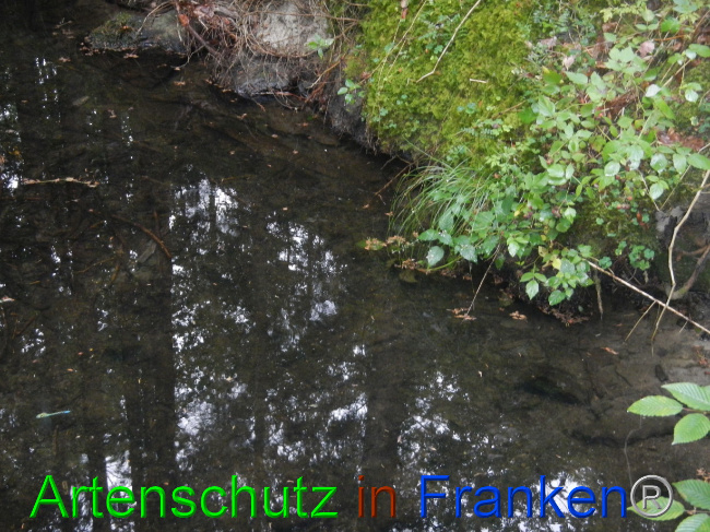 © Artenschutz in Franken® Bild zum Eintrag (1072473-160)