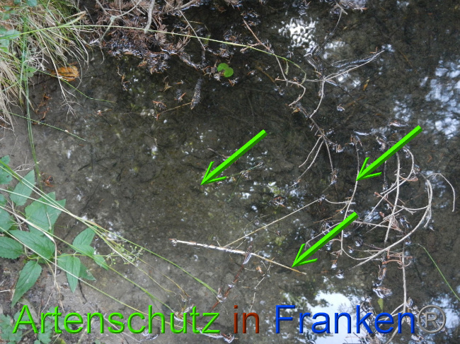© Artenschutz in Franken® Bild zum Eintrag (1072831-160)