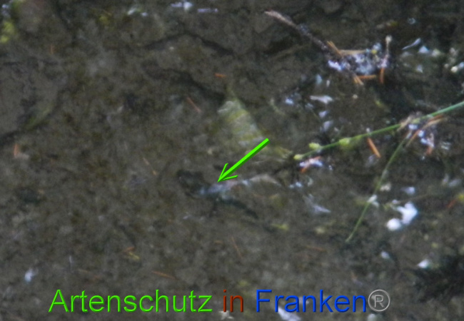 © Artenschutz in Franken® Bild zum Eintrag (1072833-160)
