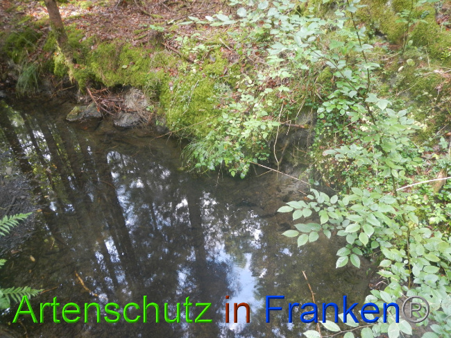 © Artenschutz in Franken® Bild zum Eintrag (1072902-160)