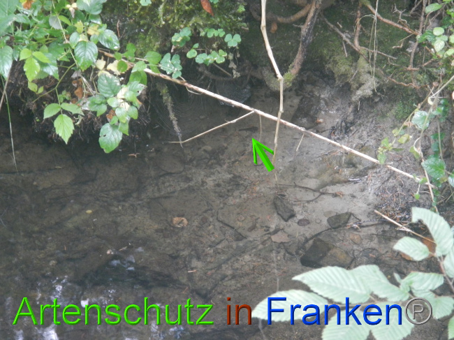 © Artenschutz in Franken® Bild zum Eintrag (1072903-160)