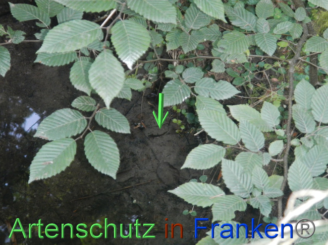 © Artenschutz in Franken® Bild zum Eintrag (1073311-160)