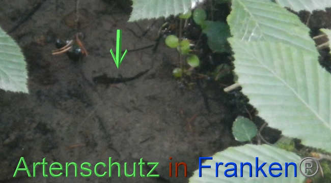 © Artenschutz in Franken® Bild zum Eintrag (1073312-160)