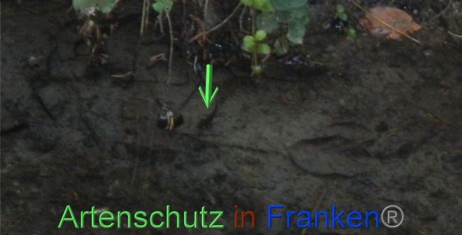 © Artenschutz in Franken® Bild zum Eintrag (1073313-160)