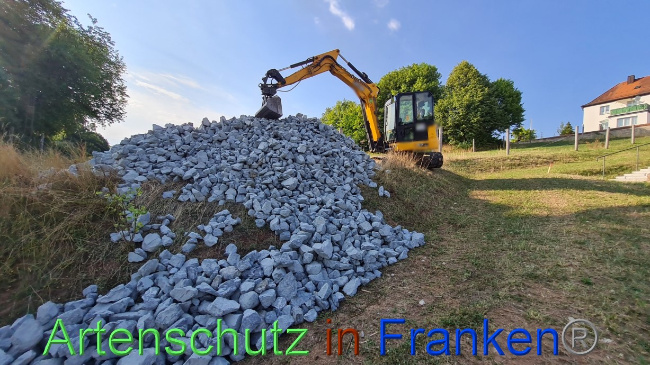 © Artenschutz in Franken® Bild zum Eintrag (1073328-160)