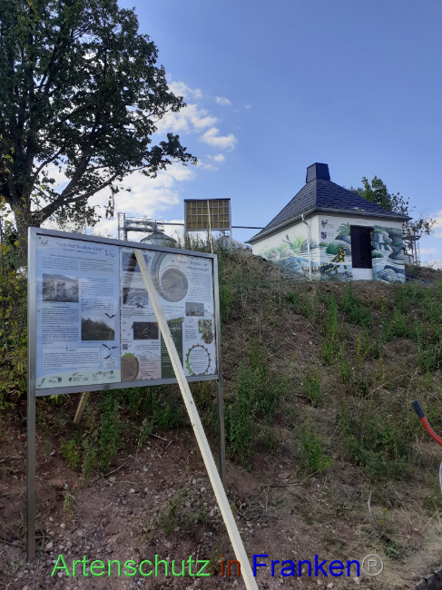© Artenschutz in Franken® Bild zum Eintrag (1073508-160)