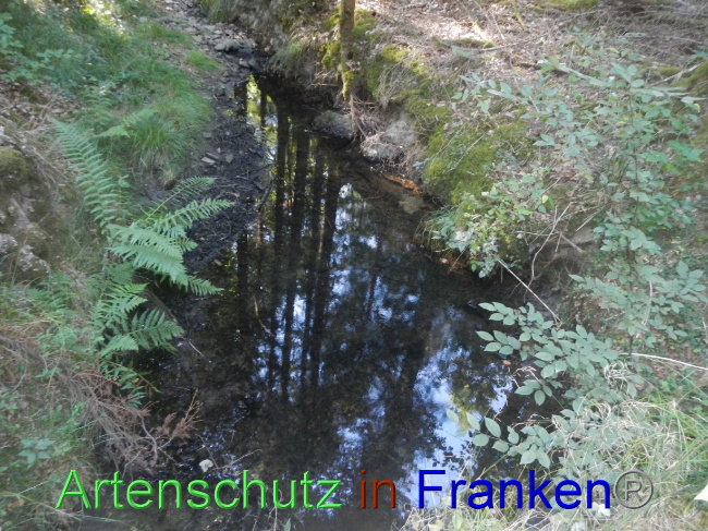 © Artenschutz in Franken® Bild zum Eintrag (1073767-160)
