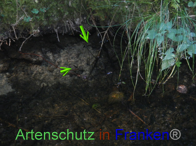 © Artenschutz in Franken® Bild zum Eintrag (1073768-160)