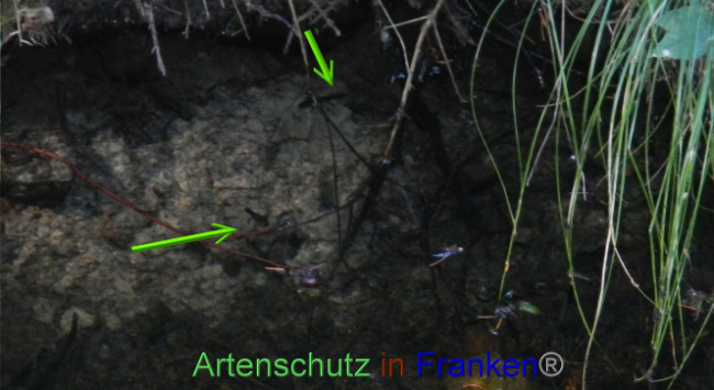 © Artenschutz in Franken® Bild zum Eintrag (1073769-160)
