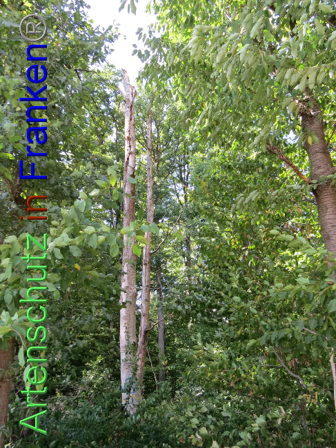 © Artenschutz in Franken® Bild zum Eintrag (1073785-160)