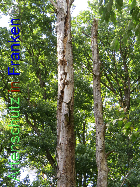 © Artenschutz in Franken® Bild zum Eintrag (1073791-160)