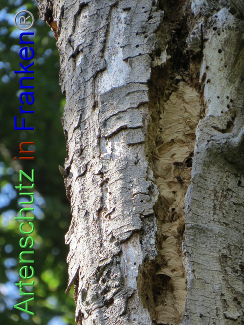 © Artenschutz in Franken® Bild zum Eintrag (1073798-160)
