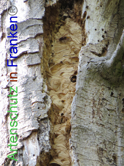 © Artenschutz in Franken® Bild zum Eintrag (1073800-160)