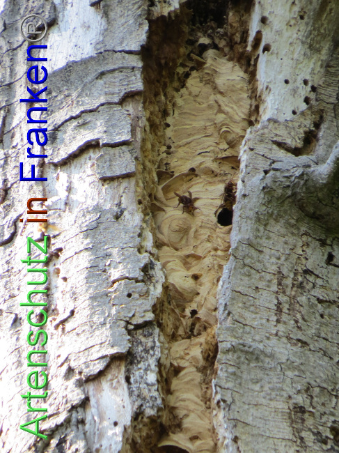 © Artenschutz in Franken® Bild zum Eintrag (1073805-160)
