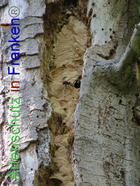 © Artenschutz in Franken® Bild zum Eintrag (1073806-160)