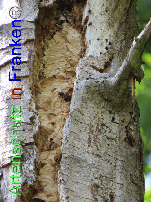 © Artenschutz in Franken® Bild zum Eintrag (1073813-160)