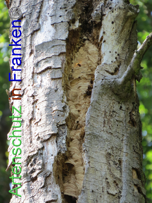 © Artenschutz in Franken® Bild zum Eintrag (1073814-160)